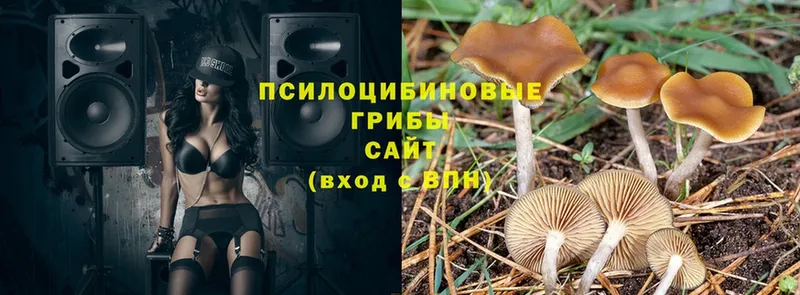 Псилоцибиновые грибы Psilocybe  купить   Змеиногорск 